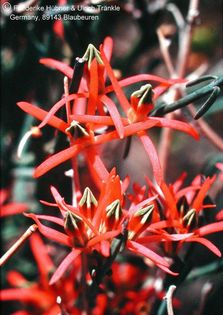 Microloma 2 (Aus Namibia) HT – Asclepidarium