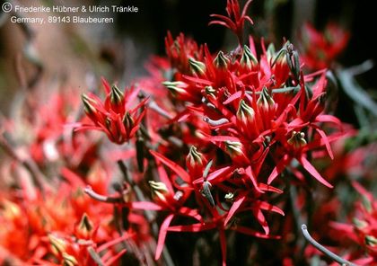 Microloma 3 (Aus Namibia) HT – Asclepidarium