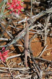Microloma calycinum, (Namuskluft, Namibia) 001 – Asclepidarium