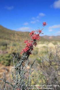 Microloma calycinum, (Namuskluft, Namibia) 002 – Asclepidarium