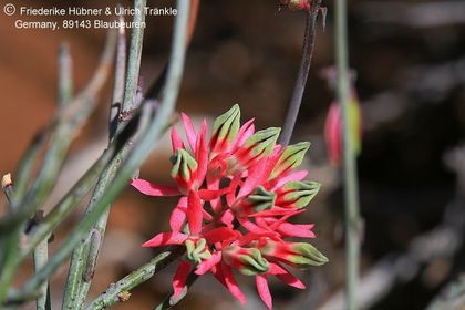 Microloma calycinum, (Namuskluft, Namibia) 004 – Asclepidarium