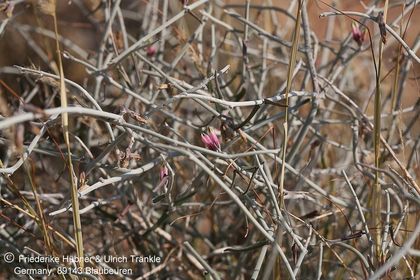 Microloma calycinum, (Tiras-Farm, Namibia) 002 – Asclepidarium