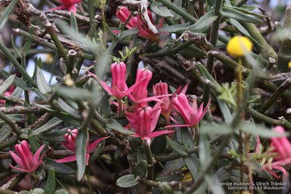 Microloma saggitatum 05484 – Asclepidarium