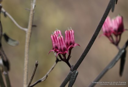 Microloma sagittatum 03899 – Asclepidarium