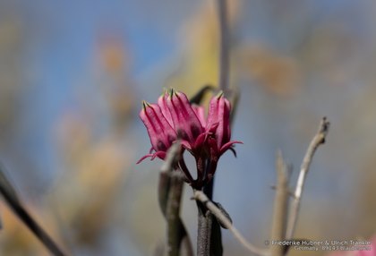 Microloma sagittatum 03900 – Asclepidarium