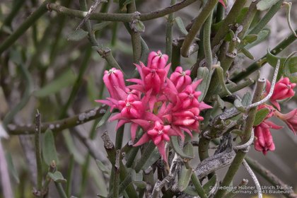 Microloma sagittatum 05572 – Asclepidarium