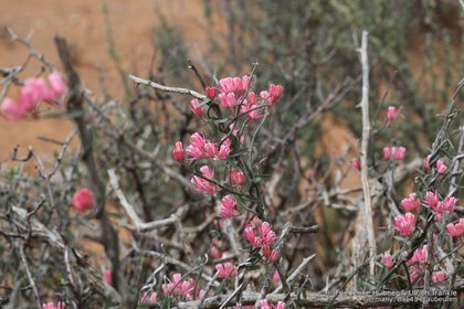 Microloma sagittatum 0844 – Asclepidarium