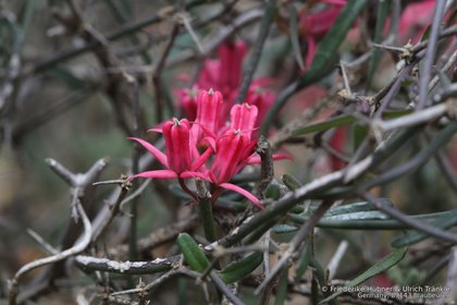 Microloma sagittatum 0845 – Asclepidarium