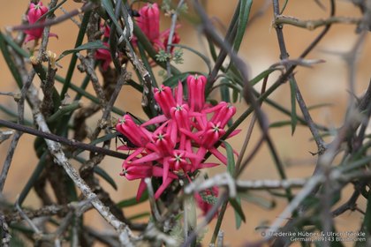 Microloma sagittatum 0847 – Asclepidarium