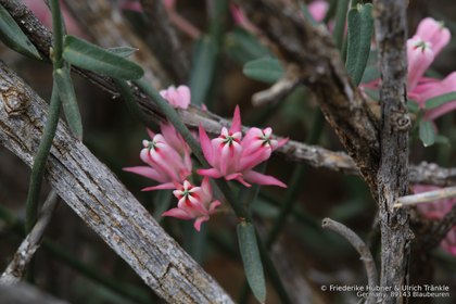 Microloma sagittatum 0866 – Asclepidarium