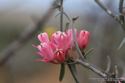 Microloma sagittatum 0868 – Asclepidarium