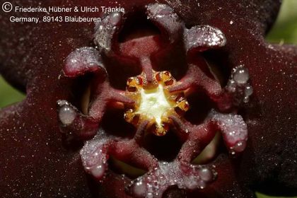 Monolluma hexagona (ex Specks) 005 – Asclepidarium