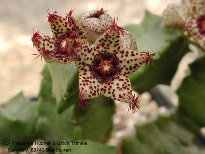 Monolluma hexagona (foulcheri-delboscii RH 879 (FH06,020) 003 – Asclepidarium