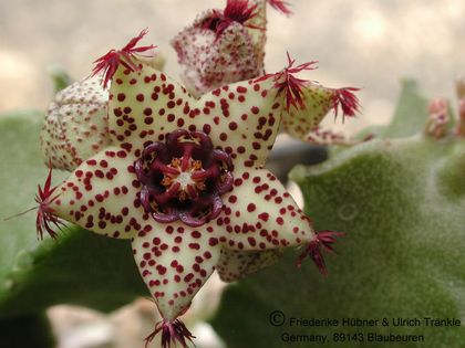 Monolluma hexagona (foulcheri-delboscii RH 879 (FH06,020) 004 – Asclepidarium