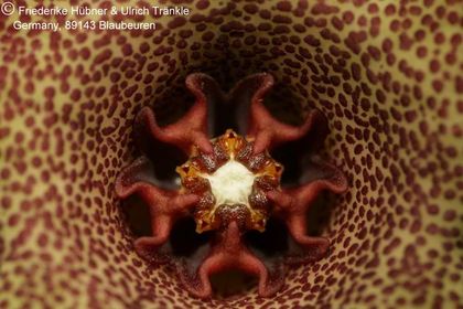Monolluma hexagona (RH 834 Wadi Dhahr, Yemen) (FH06,011) 009 – Asclepidarium