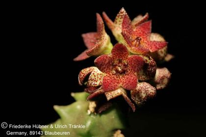Monolluma hexagona (RH 834 Wadi Dhahr, Yemen) (FH06,012) 002 – Asclepidarium