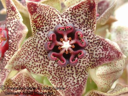 Monolluma hexagona (shadbana var. barhana) 5 – Asclepidarium