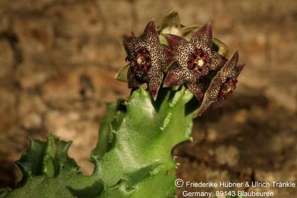 Monolluma hexagona (shadbana var. barhana) (Markt) (FH06,128) 001 – Asclepidarium