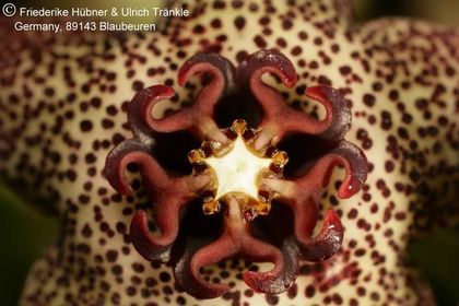 Monolluma hexagona (shadbana var. barhana) (Markt) (FH06,128) 007 – Asclepidarium