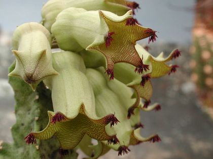 Monolluma solenophora Barad 003 – Asclepidarium
