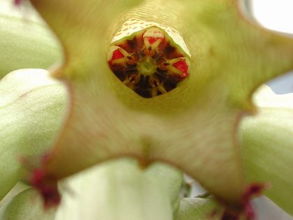 Monolluma solenophora Barad 007 – Asclepidarium