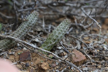Notechidnopsis tessalata 0820 – Asclepidarium