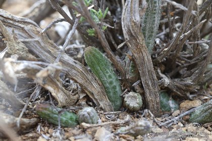 Notechidnopsis tessalata 0828 – Asclepidarium