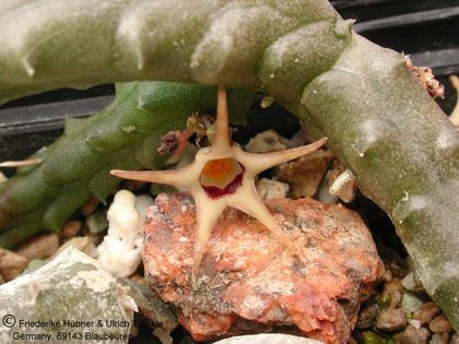 Ophionella arcuata ssp arcuata (FH05,041) 002 – Asclepidarium