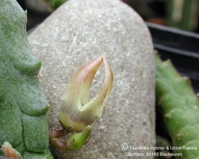 Ophionella arcuata ssp arcuata (FH05,041) 1 – Asclepidarium