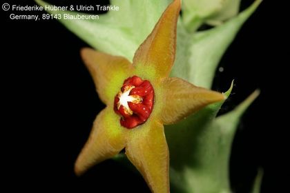 Orbea aff gemugofana (10 km W Arusha, Tanzania) (FU07,208) 004 – Asclepidarium