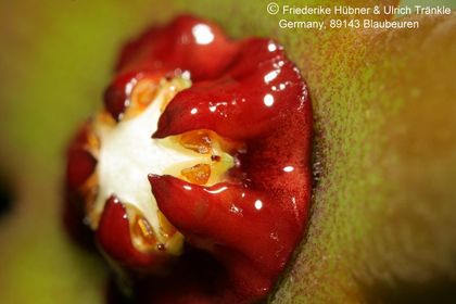 Orbea aff gemugofana (10 km W Arusha, Tanzania) (FU07,208) 010 – Asclepidarium