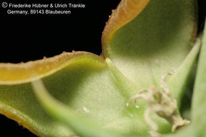 Orbea aff gemugofana (10 km W Arusha, Tanzania) (FU07,208) 013 – Asclepidarium