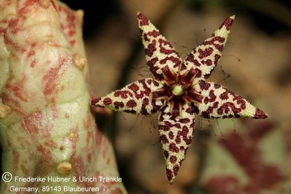 Orbea albocastanea (FH04,049) 002 – Asclepidarium