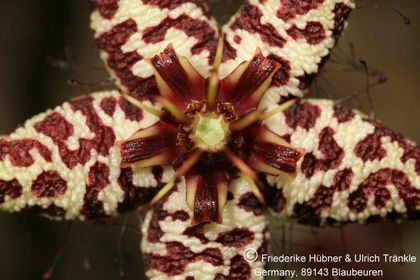 Orbea albocastanea (FH04,049) 003 – Asclepidarium