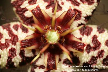 Orbea albocastanea (FH04,049) 005 – Asclepidarium