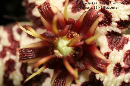 Orbea albocastanea (FH04,049) 006 – Asclepidarium