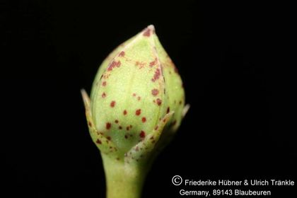 Orbea albocastanea (FH04,049) 008 – Asclepidarium