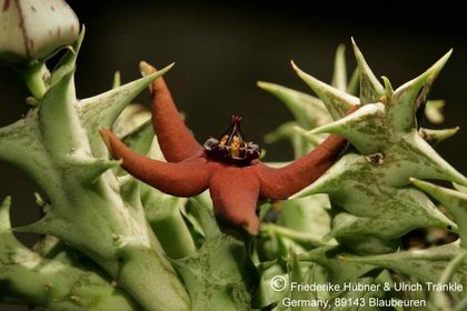 Orbea araysiana (FH06,32) 001 – Asclepidarium