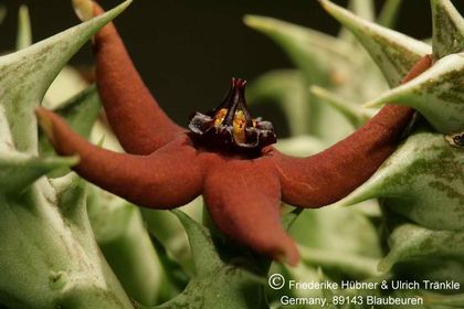 Orbea araysiana (FH06,32) 003 – Asclepidarium