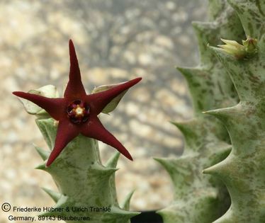 Orbea baldratii (FH05,046) 001 – Asclepidarium