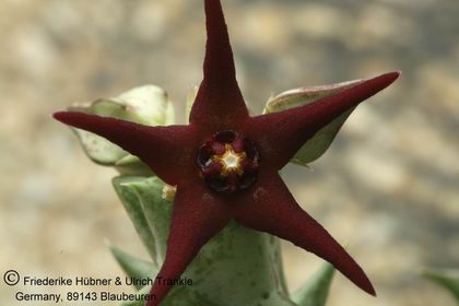 Orbea baldratii (FH05,046) 004 – Asclepidarium