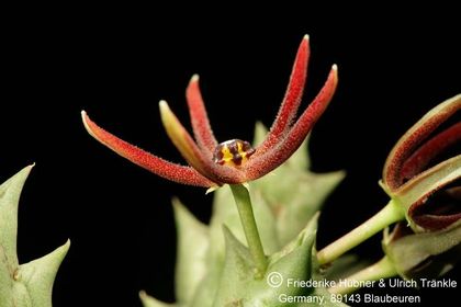 Orbea baldratii ssp somalensis (FH07,161) 003 – Asclepidarium