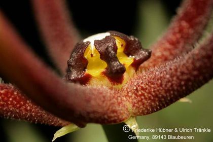 Orbea baldratii ssp somalensis (FH07,161) 004 – Asclepidarium