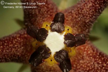 Orbea baldratii ssp somalensis (FH07,161) 010 – Asclepidarium