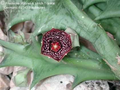 Orbea carnosa ssp carnosa 3 – Asclepidarium