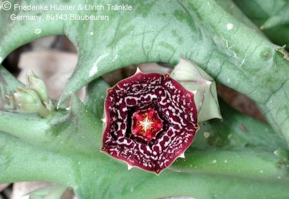 Orbea carnosa ssp carnosa 4 – Asclepidarium