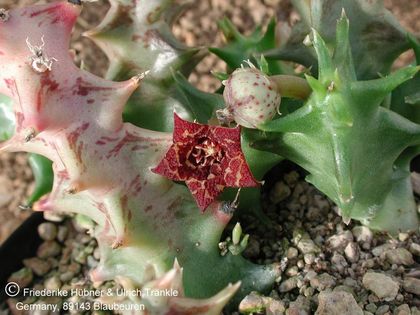 Orbea carnosa ssp carnosa (Gauteng, RSA) (FH04,021) 002 – Asclepidarium