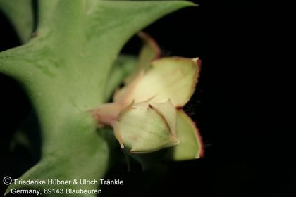Orbea carnosa ssp keithii (FH06,083) 002 – Asclepidarium
