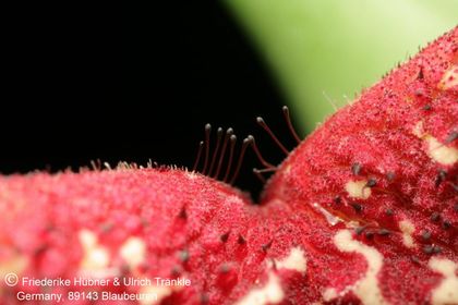 Orbea carnosa ssp keithii (FH06,083) 007 – Asclepidarium