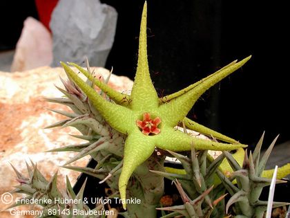 Orbea caudata subsp. rhodesiaca (FH04,036) 001 – Asclepidarium
